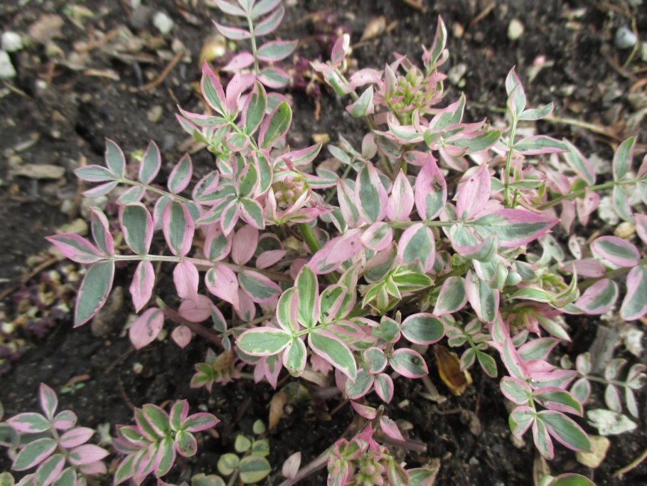 Полемониум (Синюха) "brise d'Anjou" (Polemonium)