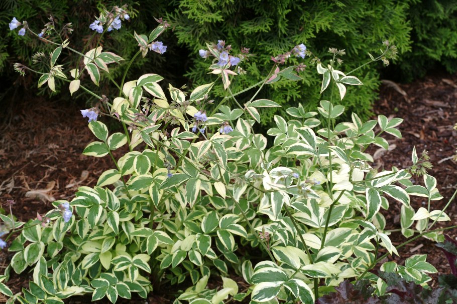 Синюха Лазоревая