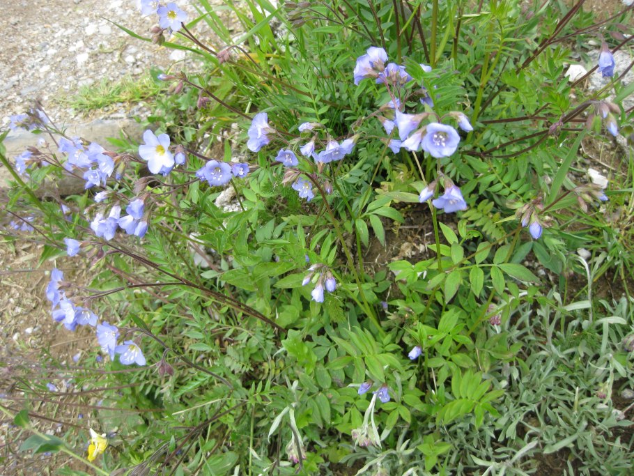 Polemonium racemosum