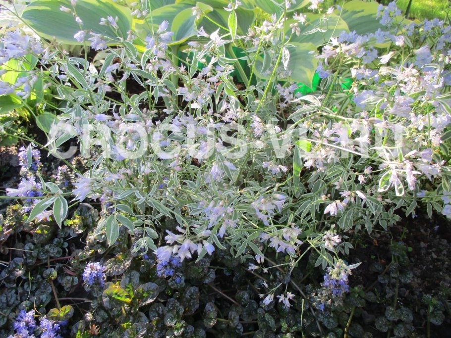 Синюха Старвей