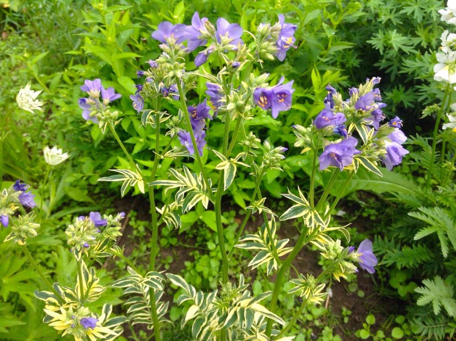Polemonium chinense