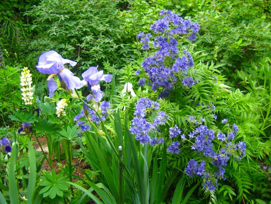 Синюха голубая лазурь