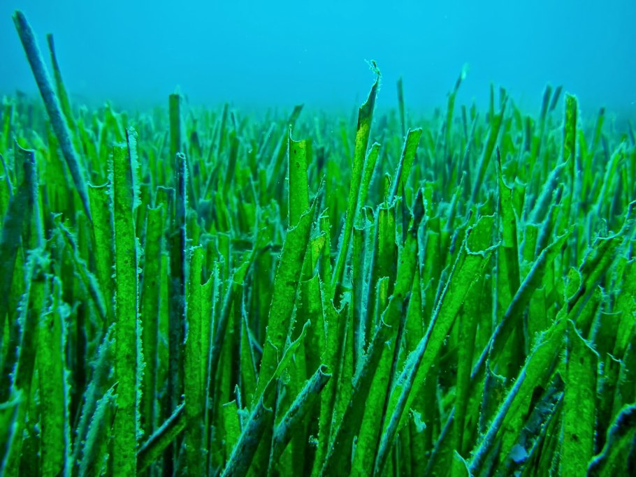 Бурые водоросли ламинария