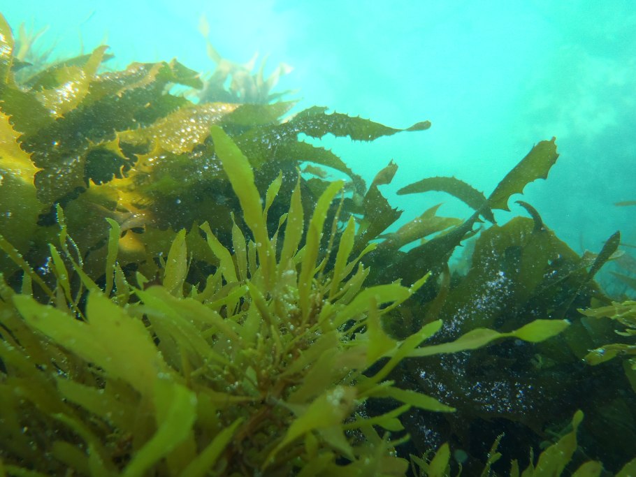 Келп бурая водоросль
