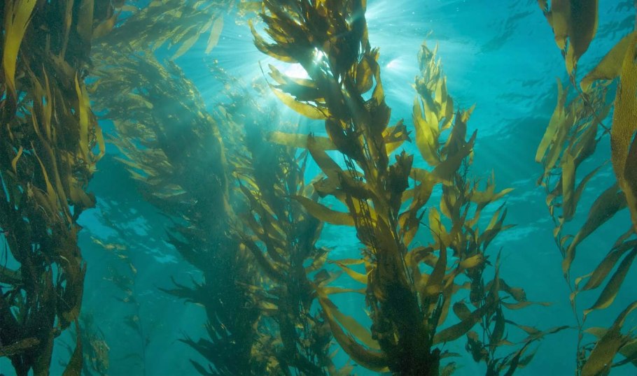 Подводный "лес"(Kelp Forest)