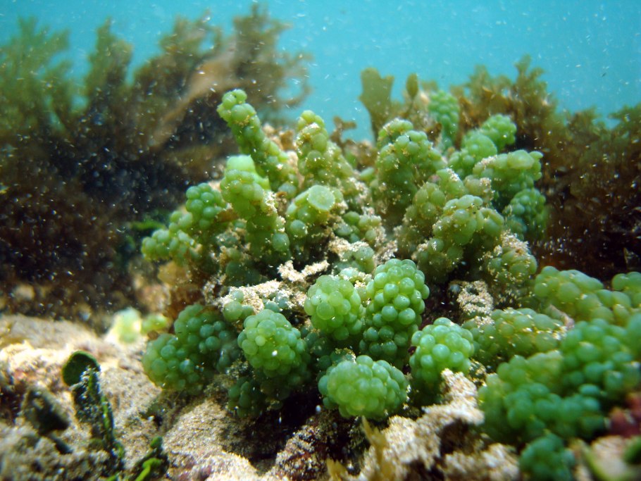 Бурые водоросли макроцистис