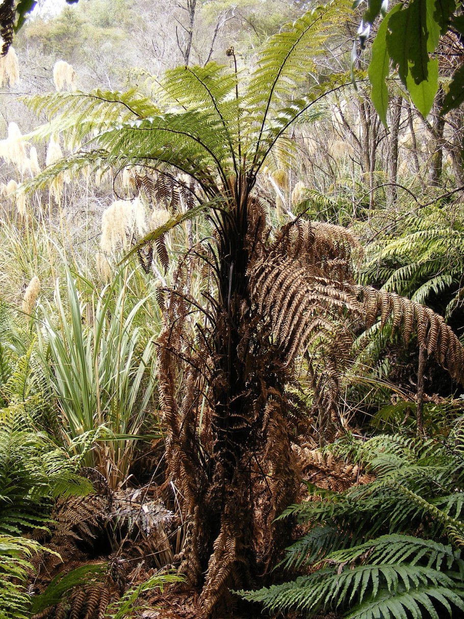 Папоротник thyrsopteris