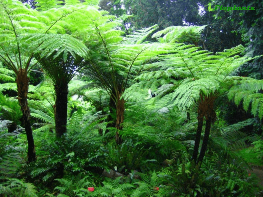 Диксония антарктическая папоротник