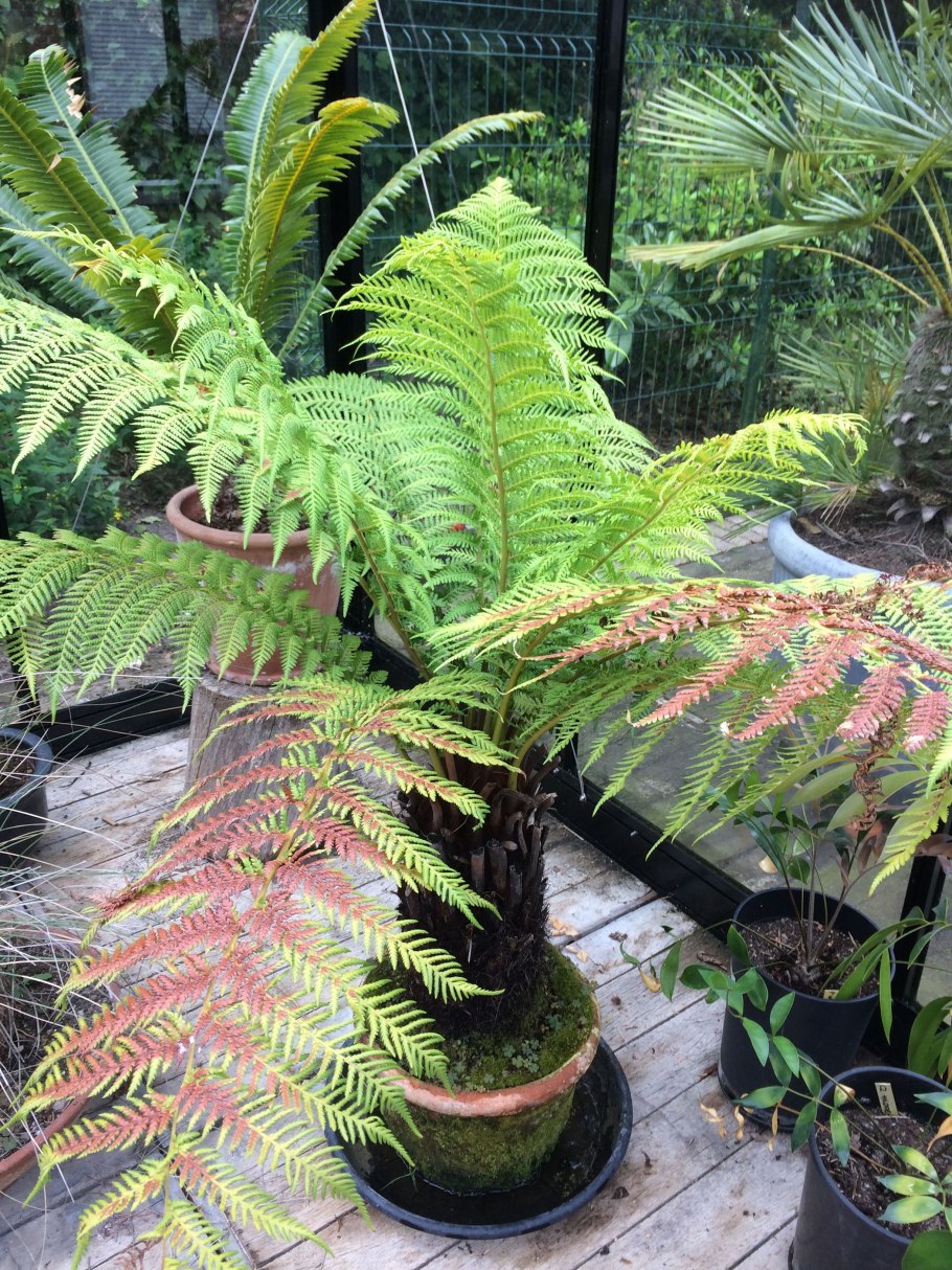 Диксония антарктическая