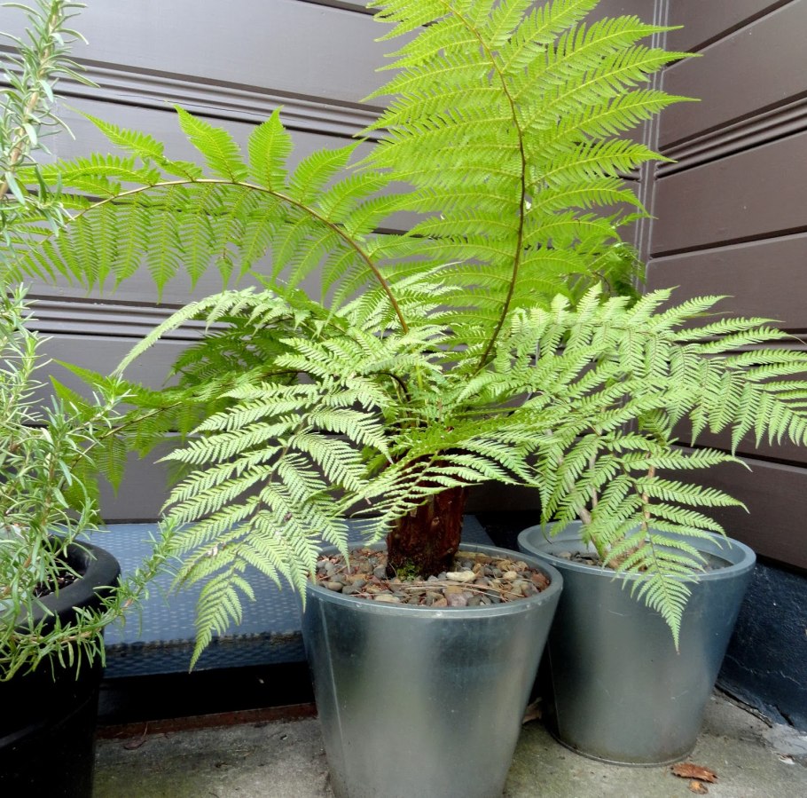 Диксония папоротник