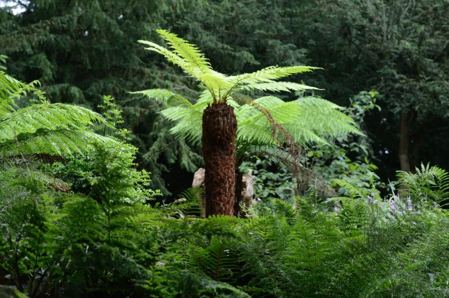 Диксония вид сверху