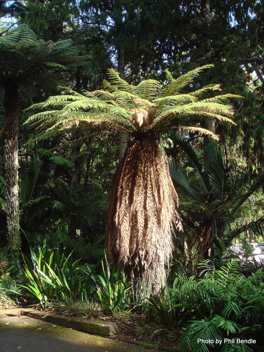 Древовидный папоротник диксония