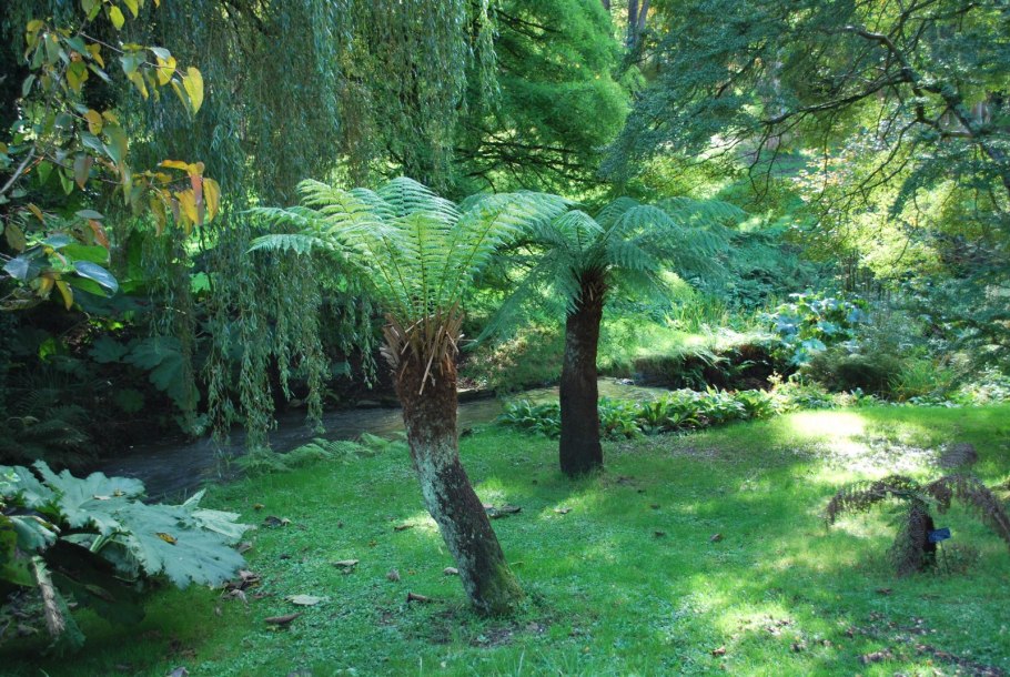 Диксония папоротник