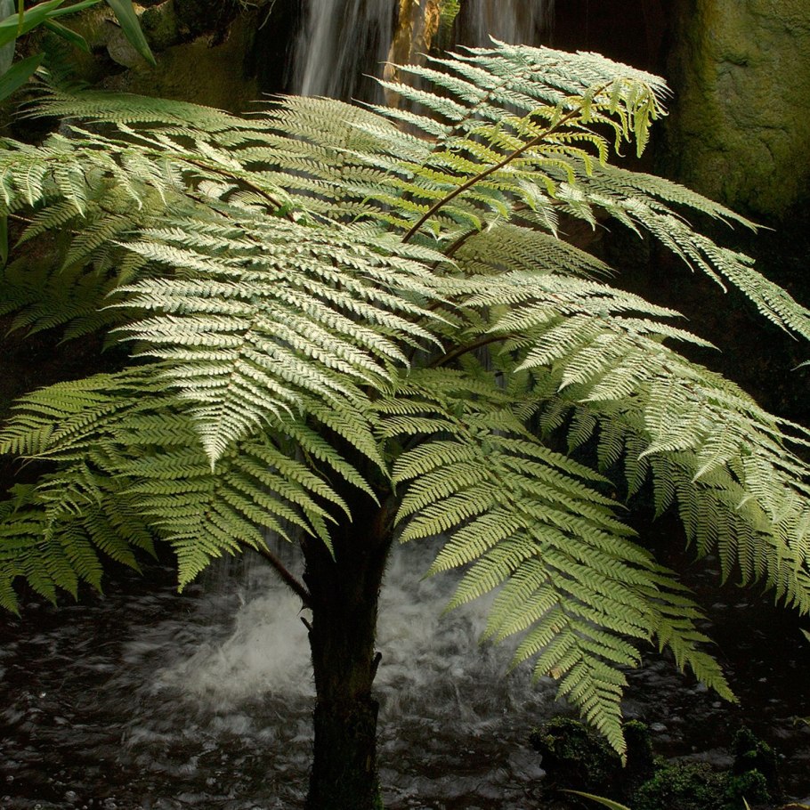 Древовидный папоротник диксония антарктическая