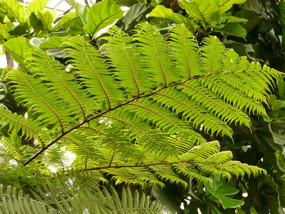 Диксония папоротник