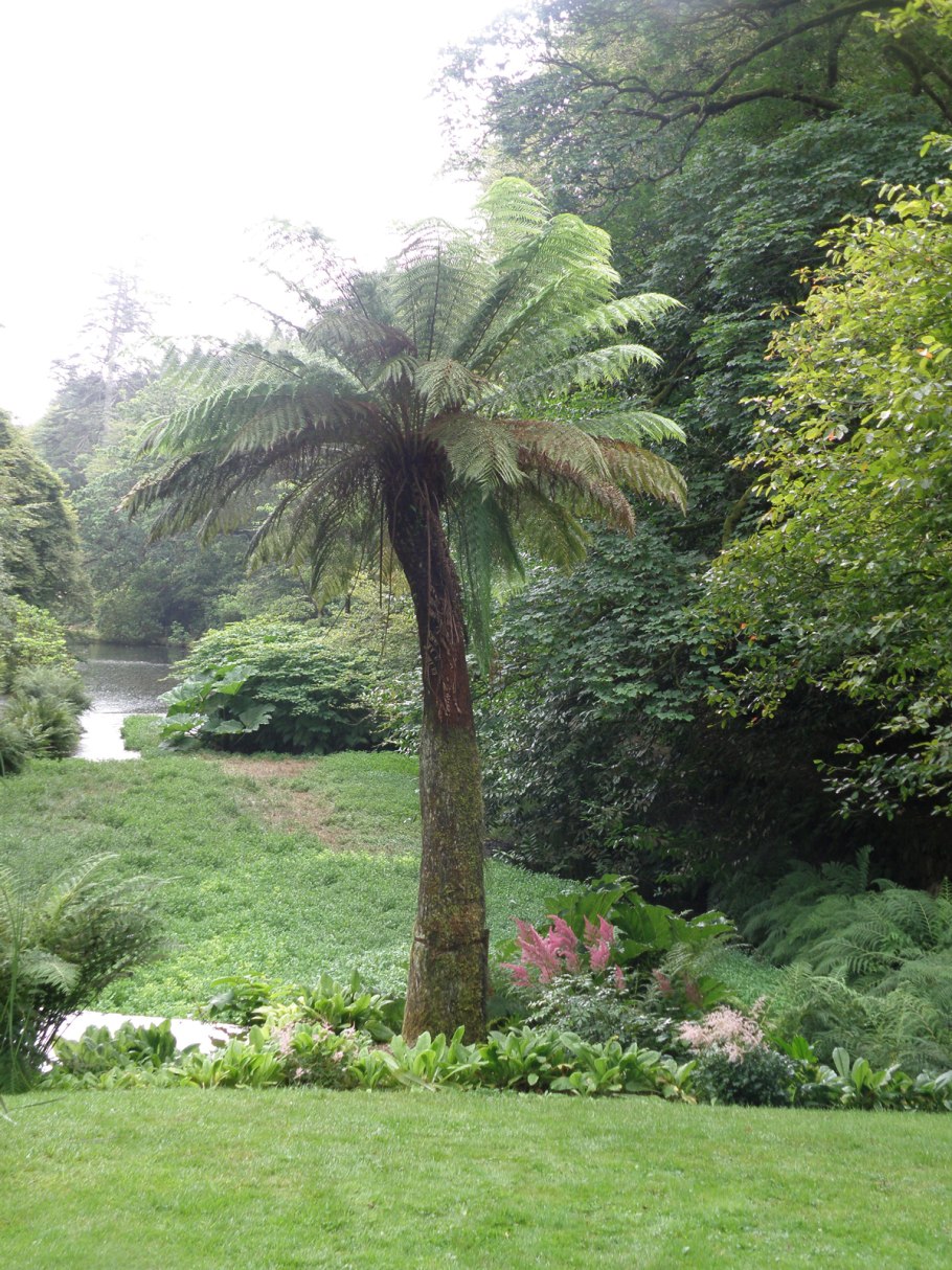 Древовидный папоротник диксония