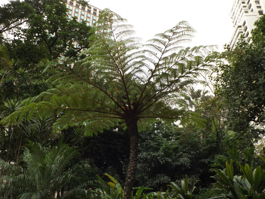 Древовидный папоротник диксония