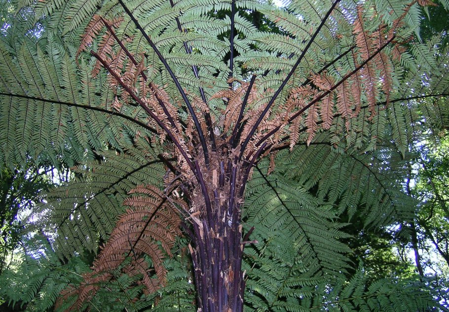 Диксония папоротник