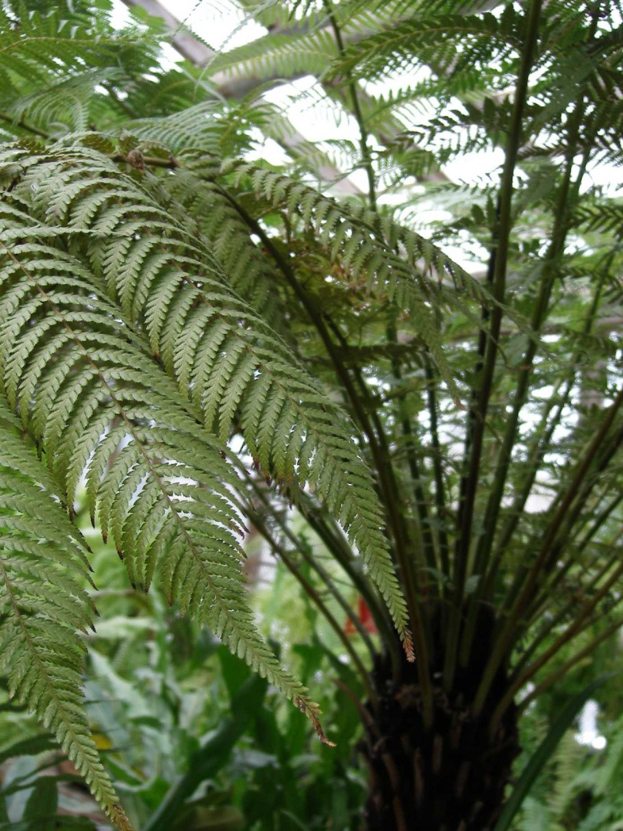 Диксония антарктическая