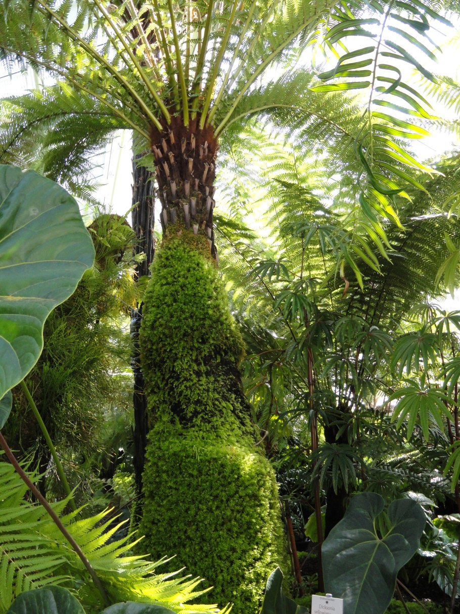 Циатея Брауна