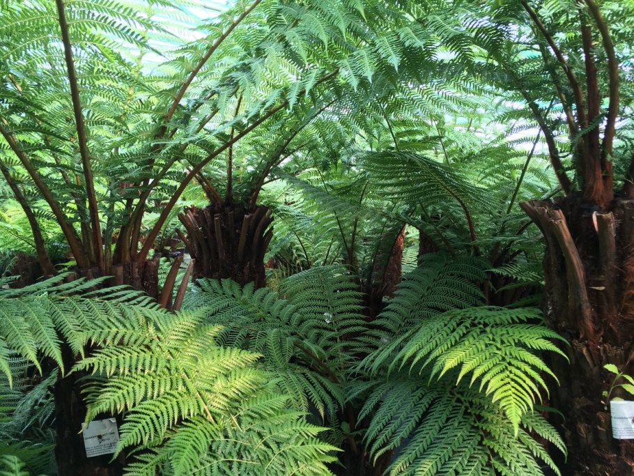 Древовидный папоротник диксония