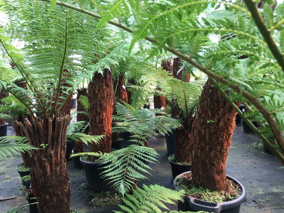 Диксония антарктическая