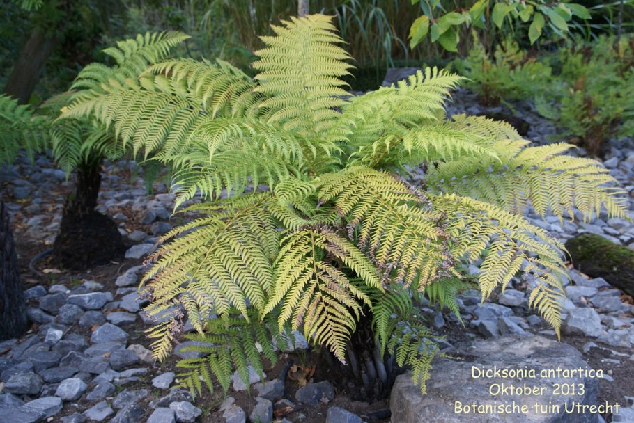 Диксония папоротник