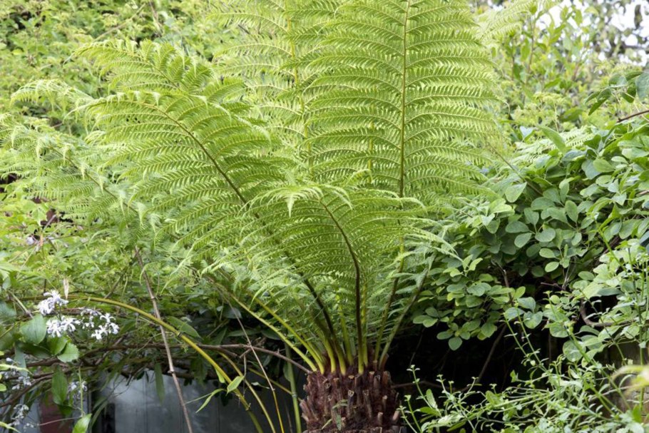 Диксония папоротник