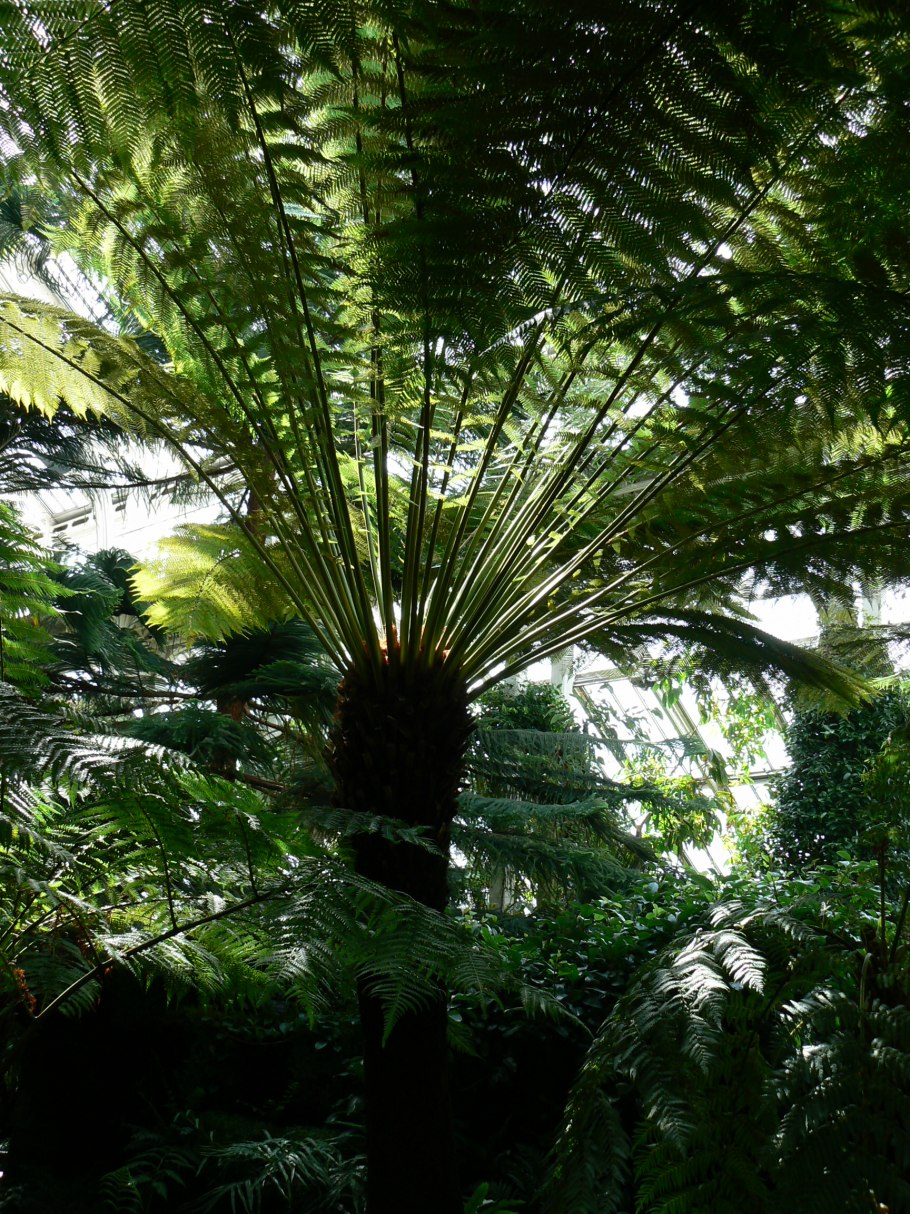 Диксония папоротник