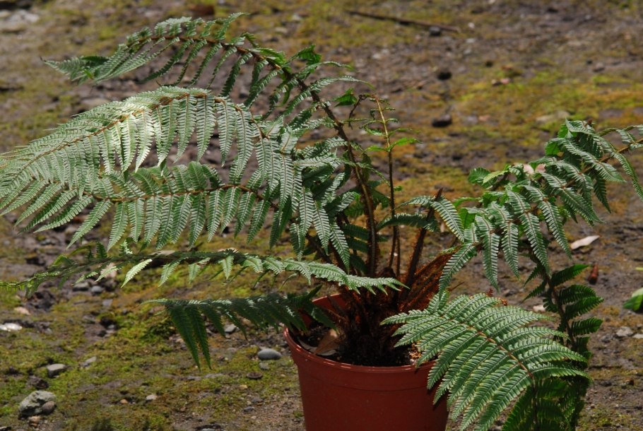 Dicksonia Antarctica растение