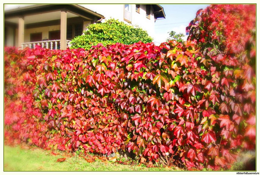 Аристолохия кирказон