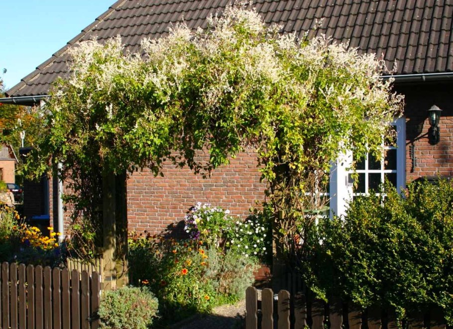 Лиана актинидия