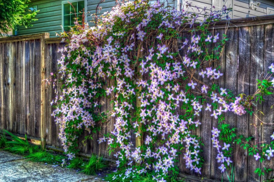 Цветы вьюны кобея