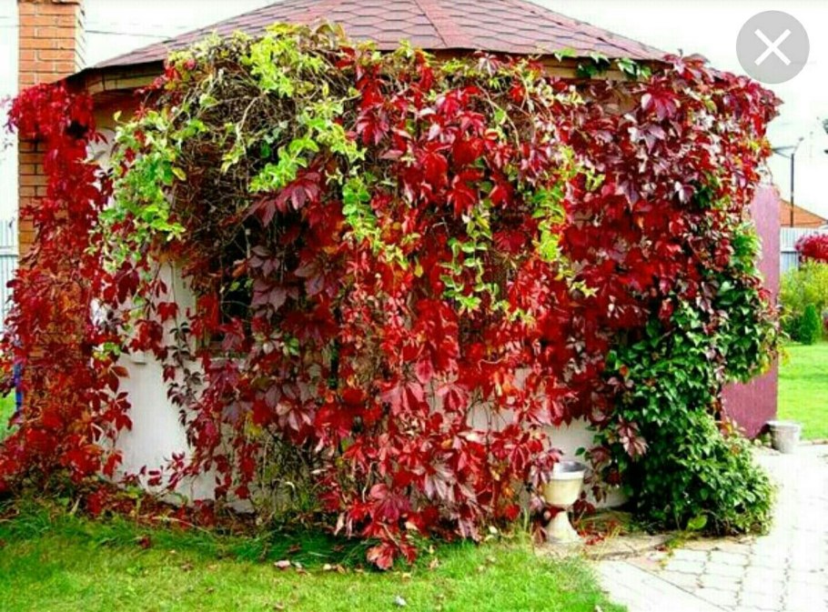 Долихос вьющаяся сирень