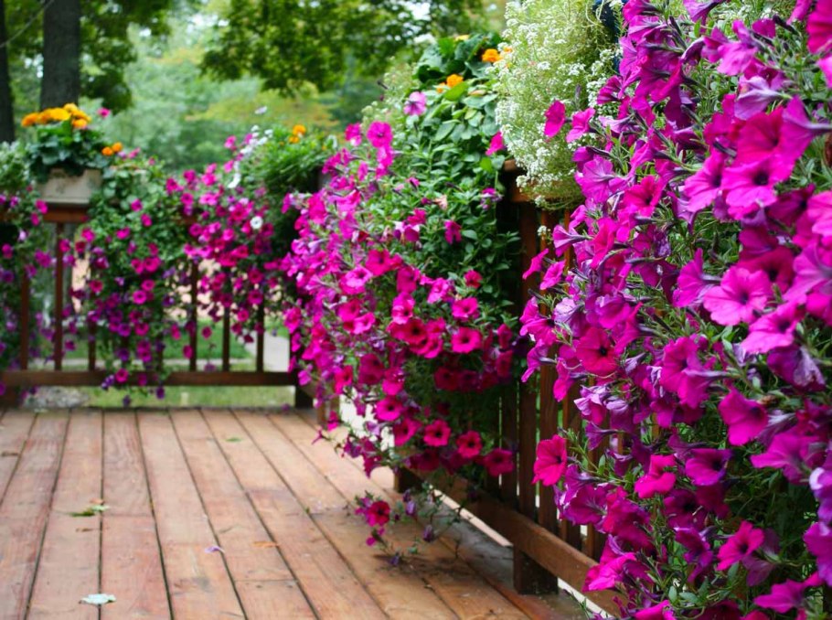 Плющ Глициния