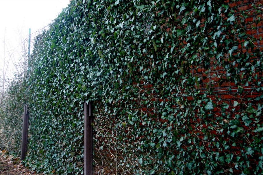 Актинидия коломикта адам