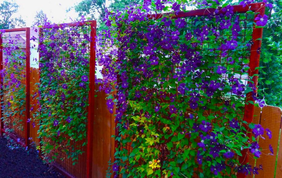 Клематис Лиана