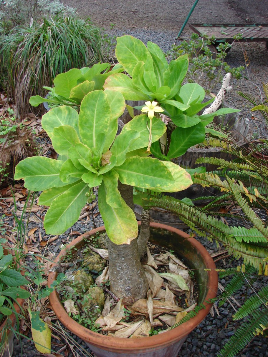 Brighamia insignis что цветок