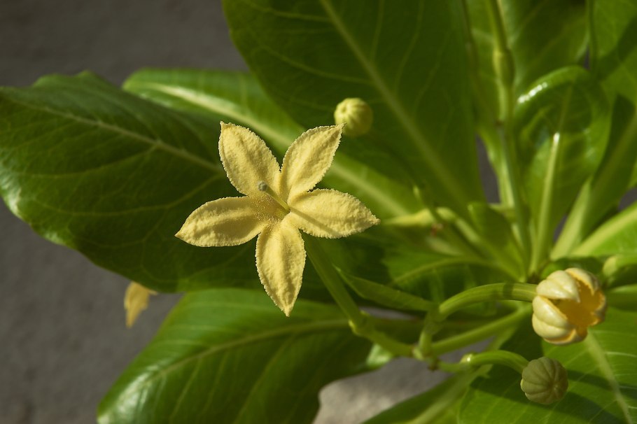 Brighamia insignis