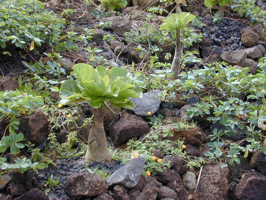Brighamia insignis комн цветок