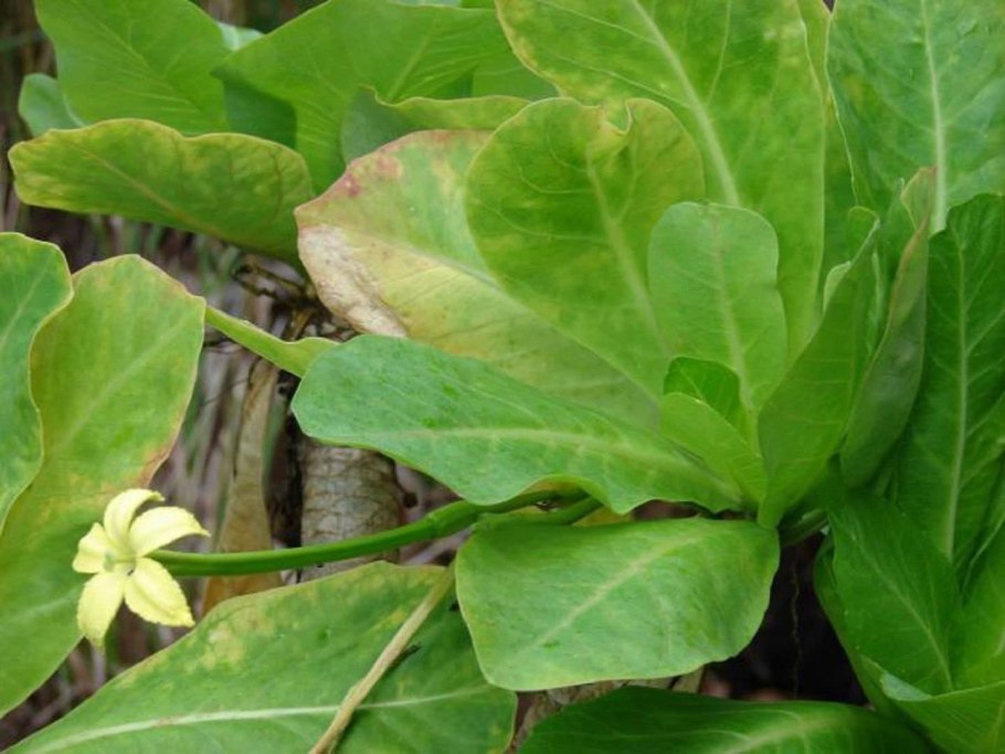 Brighamia insignis