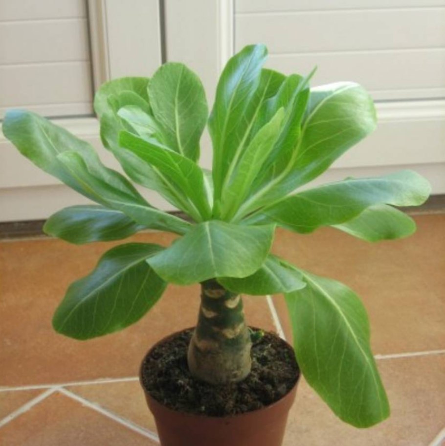 Pachystegia insignis в домашних условиях