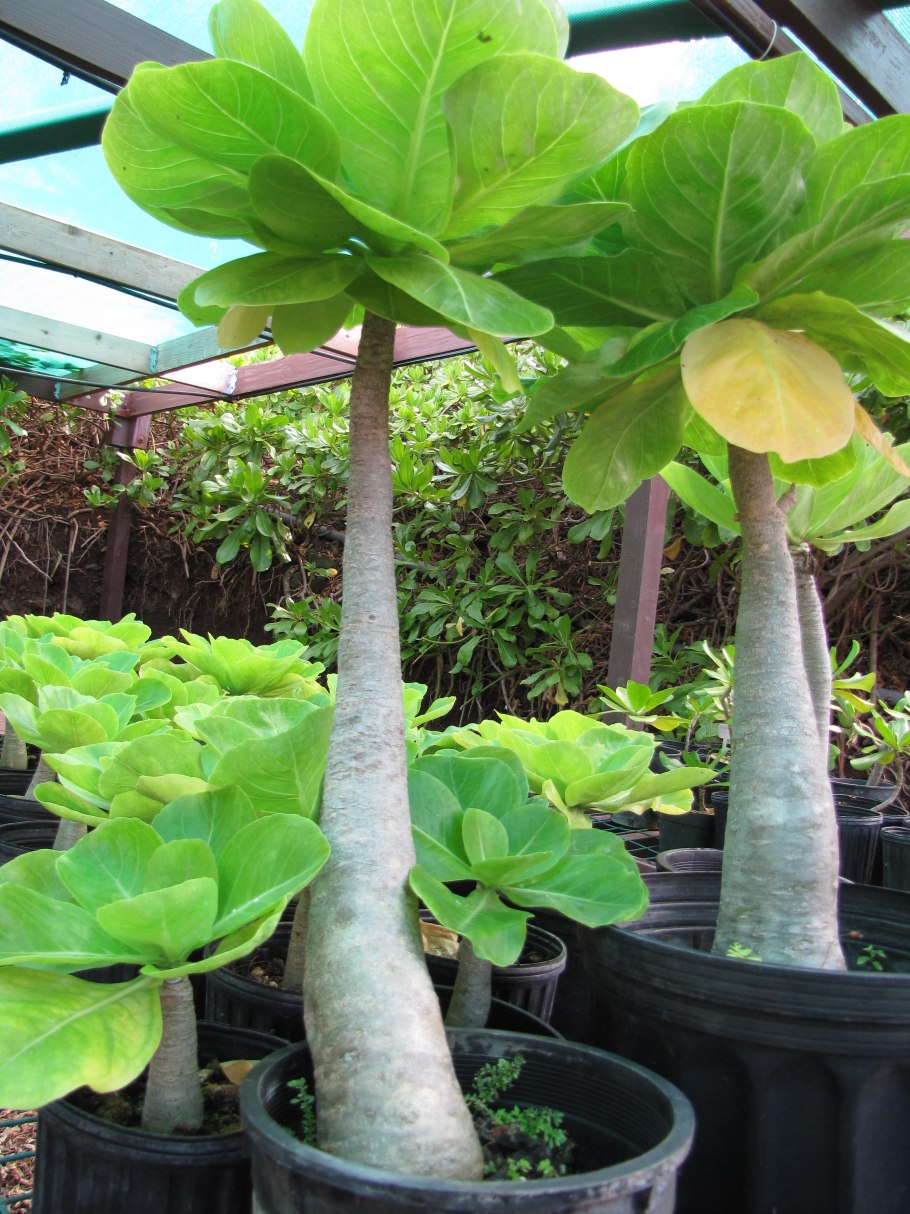 Brighamia insignis