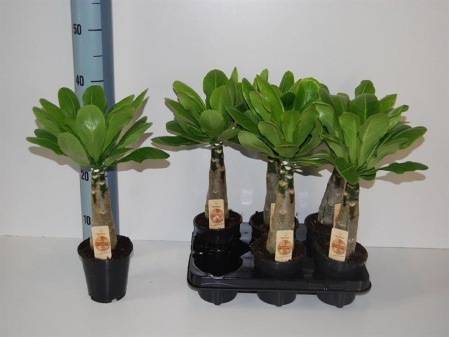 Brighamia insignis 'Hawaii Palm/бригамия инсигнис