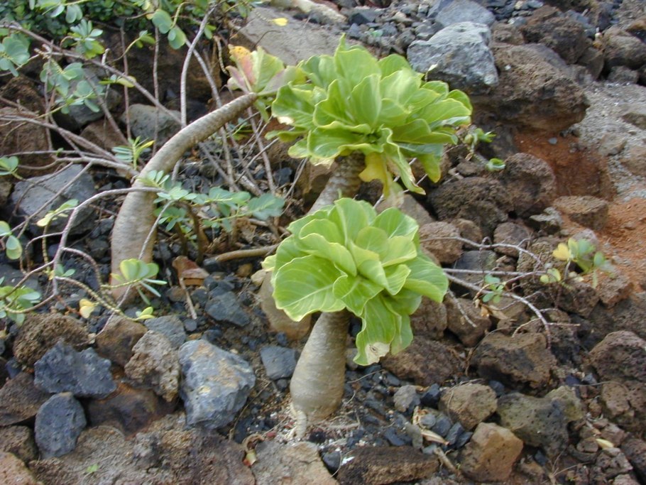 Palme PM 62
