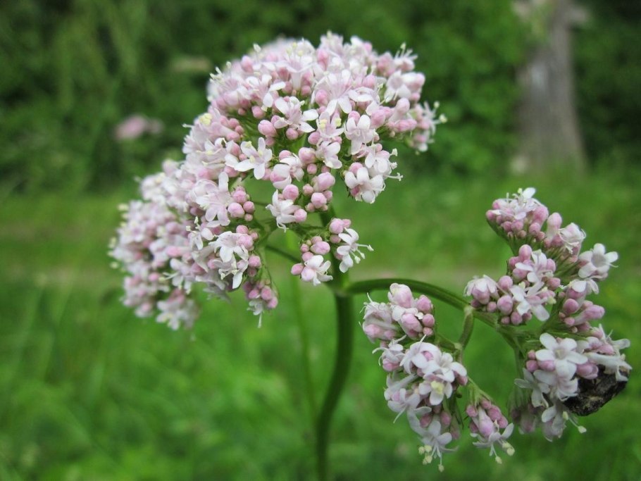 Валериана лекарственная (Valeriana officinalis)