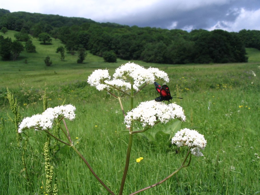 Валериана обыкновенная