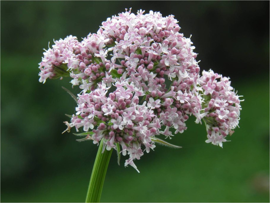 Цв. Валерьяна