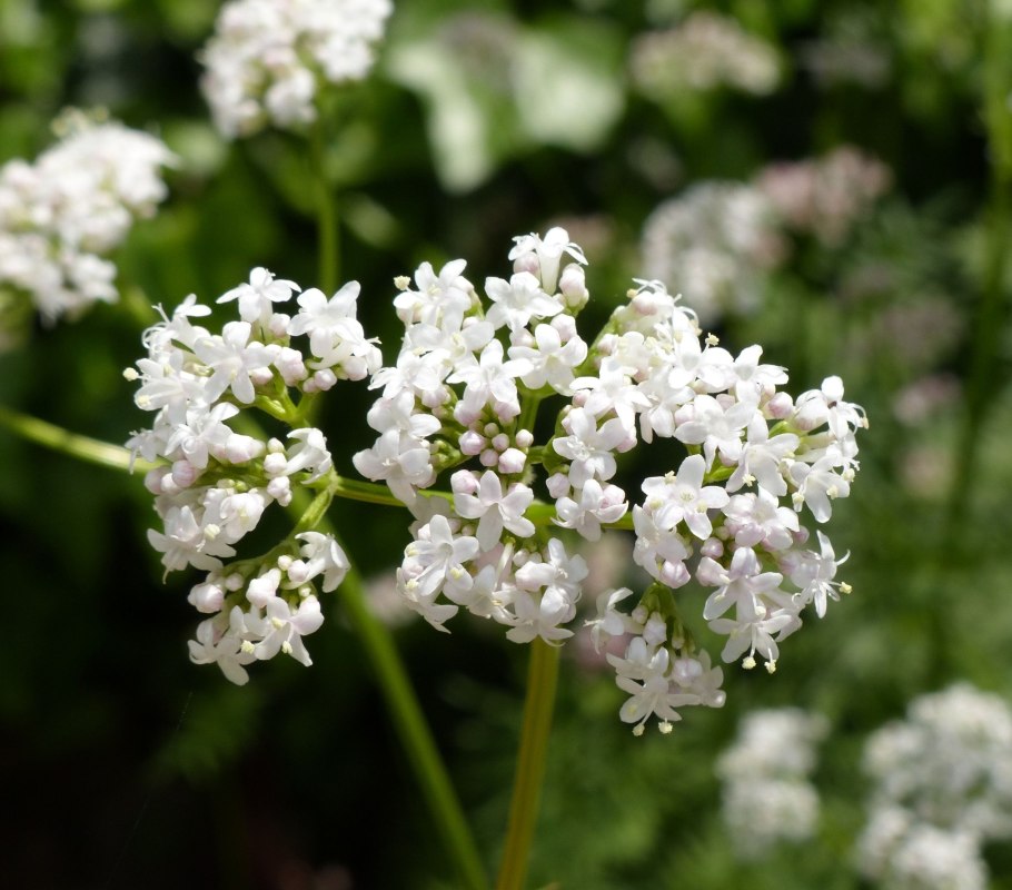 Успокоительные валериана растение