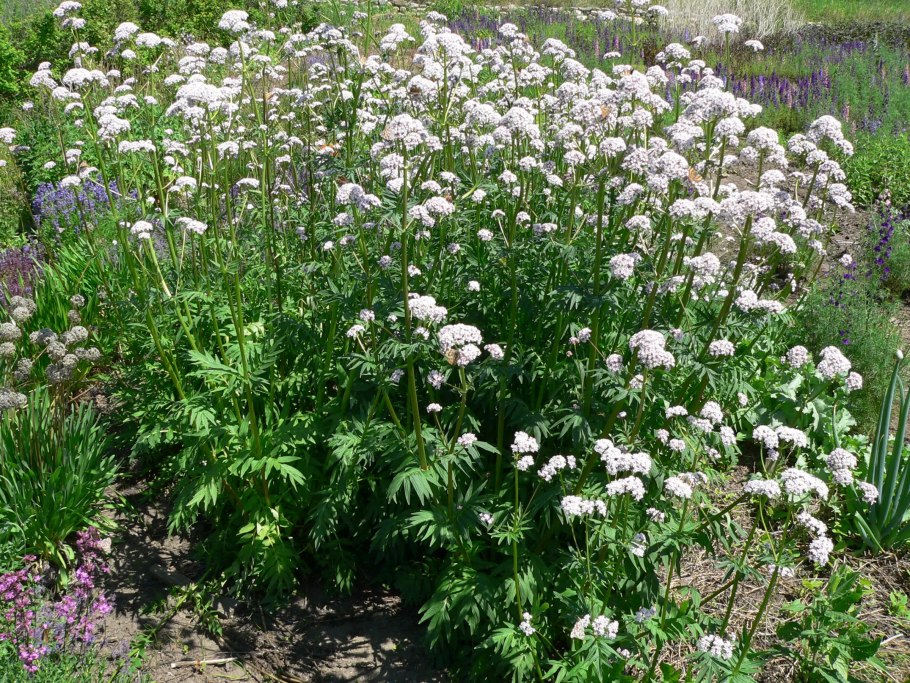 Valeriana wallichii